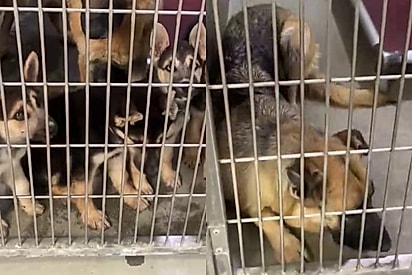 Em abrigo de animais, cachorrinha vê todos seus filhotes serem adotados enquanto só ela fica para trás