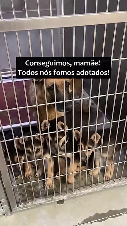 Mama Gladice estava na fila da eutanásia.