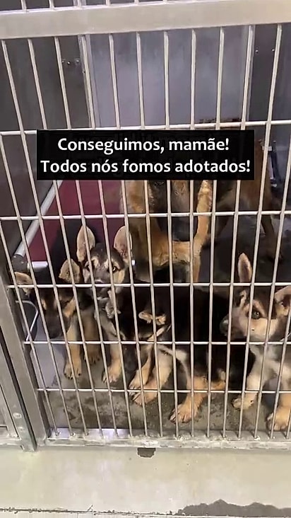 Os 4 cães foram adotados.
