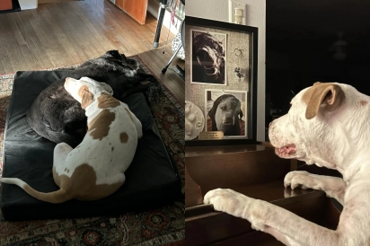 Cachorro em luto pela morte do melhor amigo visita seu memorial todos os dias