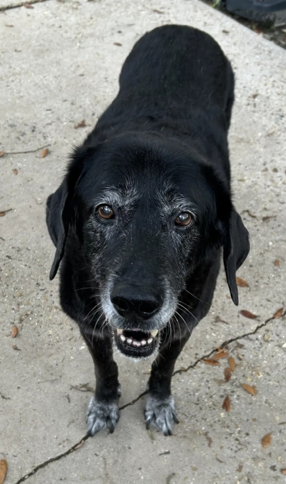 Lex aceitou o irmão canino.