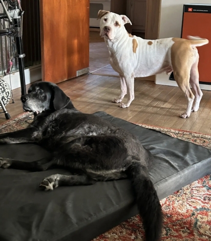 Os dois se tornam inseparavéis.