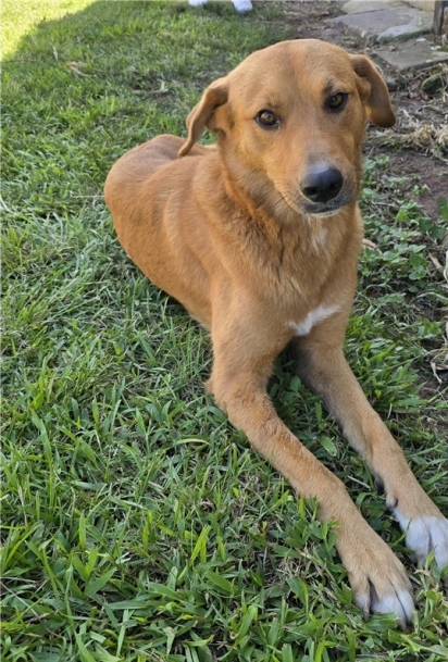 O cão havia sido adotado há apenas três anos e desenvolveu um grande vínculo com o tutor.