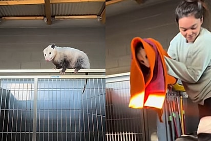 Funcionários de abrigo olham para cima e encontram cachorro estranho observando todo mundo