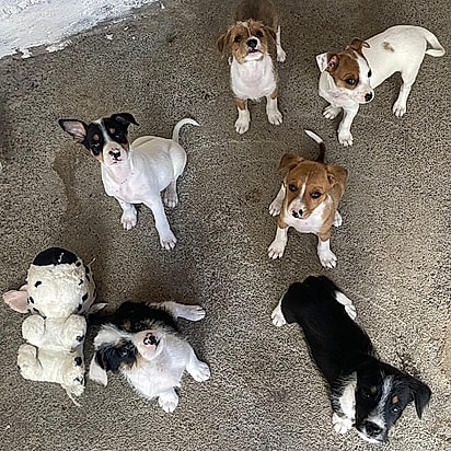 Após o resgate, os cães começaram a prosperar.