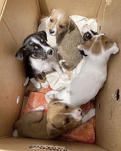 Dentro da caixa tinha cinco filhotes de cachorro.