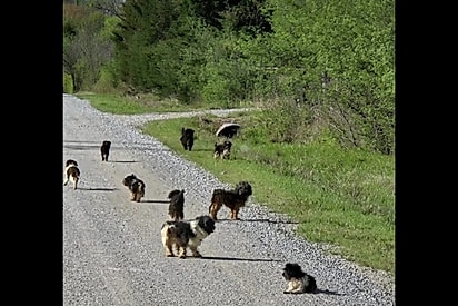 Motorista para imediatamente ao ver grupo de cães assustados na estrada