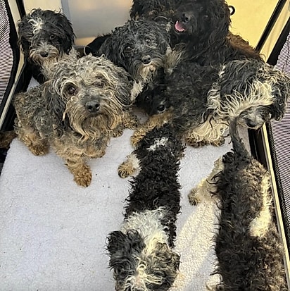 Os cães chegaram muito assustados.