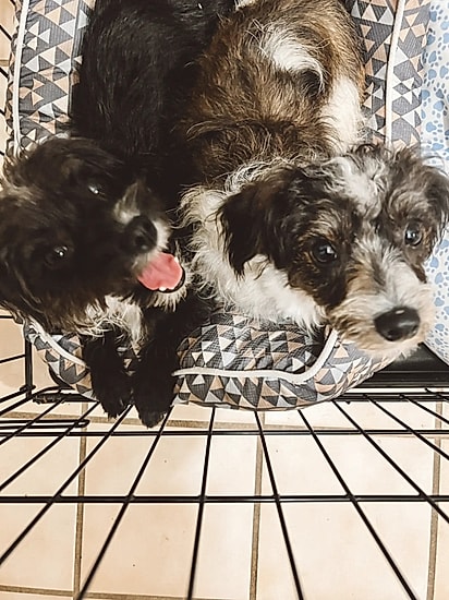 Aos poucos, foram confiando.