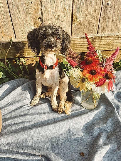 Os cães foram encaminhados para adoção.