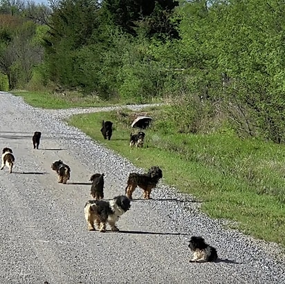 12 cães tinham sido abandonados na estrada.