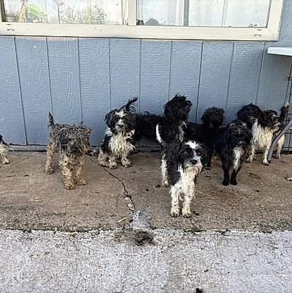 Todos os cães eram machos e tinham aparência semelhante.