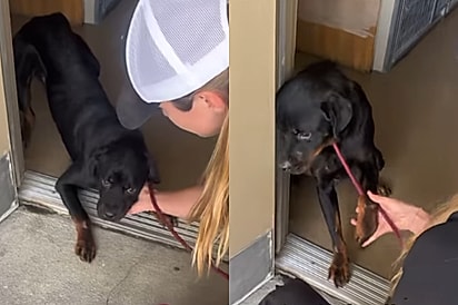 Não consigo imaginar o que ele passou: Cão chega a abrigo extremamente assustado e aguarda família que tenha paciência com ele