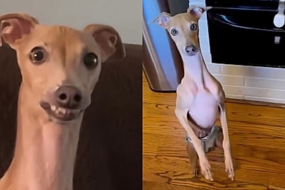 Tutora achava que tinha adotado cachorrinha sorridente, mas descobre que levou para casa uma máquina de pinball 