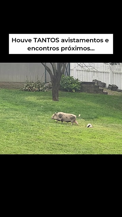 O porco, mais tarde batizado de Petey, foi avistado pela primeira vez vagando pelos gramados de Bent Creek.