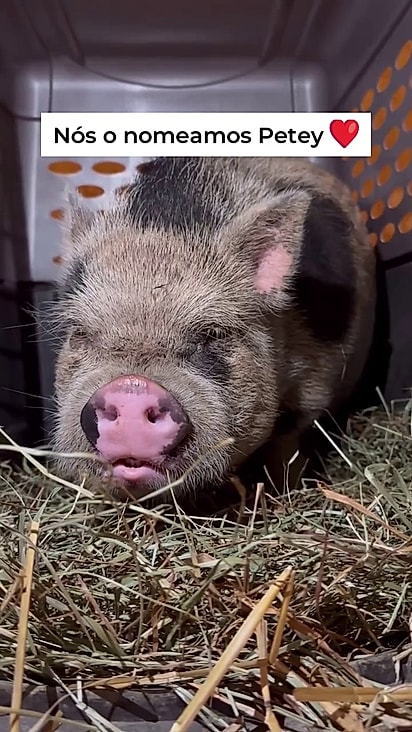 Petey agora descansa em seu novo lar no Santuário da Fazenda Lancaster, onde receberá cuidados e uma nova chance na vida.