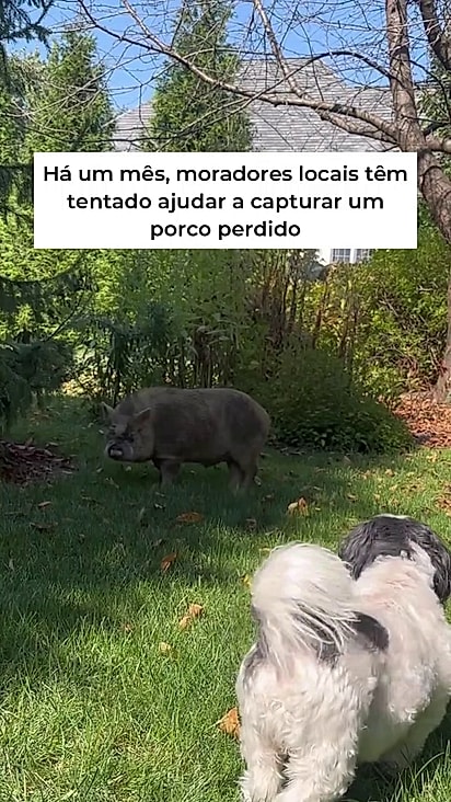 Petey adorava brincar com os cães da vizinhança.