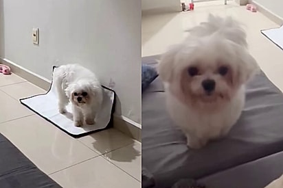 Cachorrinho finalmente aprende a fazer xixi certo - mas agora ele cobra petiscos como um agiota