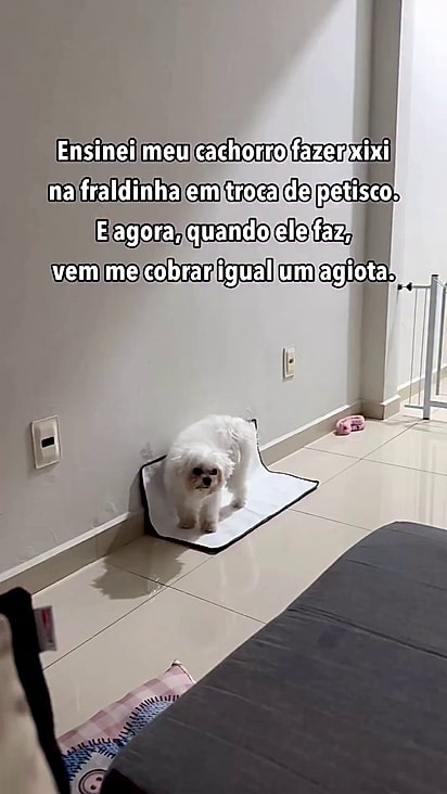O adestramento com reforço positivo funcionou perfeitamente