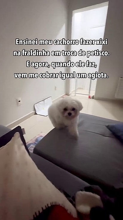 O maltês Snow encara sua tutora, Camila Cleto, e exige o pagamento em petiscos após usar corretamente o tapete higiênico.