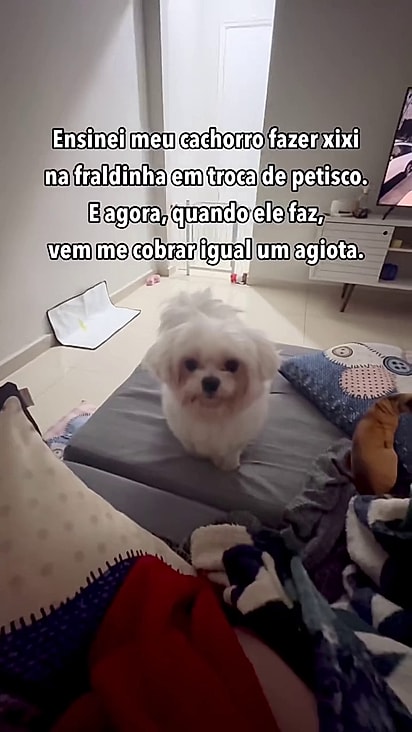 O adestramento com reforço positivo funcionou perfeitamente