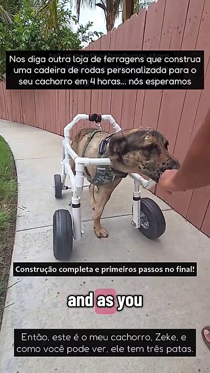 Zeke, o cão de três patas, se locomove com energia, mas sua tutora, Taylor, planejou a cadeira de rodas para garantir seu bem-estar e mobilidade a longo prazo.