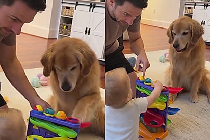 Bebê não fazia ideia de como brincar com brinquedo - mas golden retriever resolve problema.