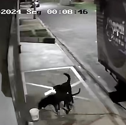 A cadelinha tentava se alimentar, enquanto fugia dos cães.