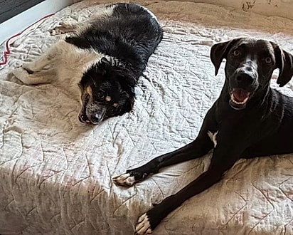 Luna feliz em seu novo lar.