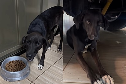 O casal acolheu a cachorrinha.