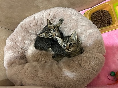 Os gatinhos estão seguros. 