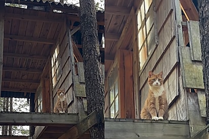 O gato Ravioli na casa de férias, a outra casinha na árvore. 