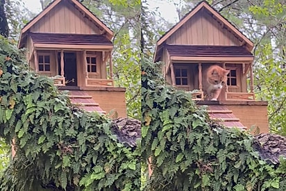 Homem constrói casa na árvore para gato tímido ter sua tão preciosa privacidade e resultado encanta.
