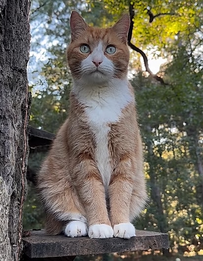 Ravioli, um gato laranja.