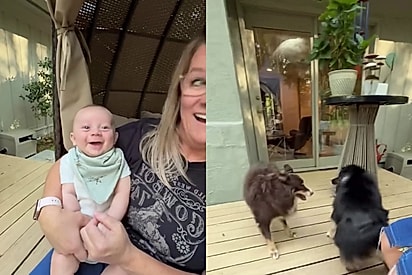 Cachorros brincam no modo bobão e fazem bebê dar a sua primeira gargalhada; família não aguenta fofura