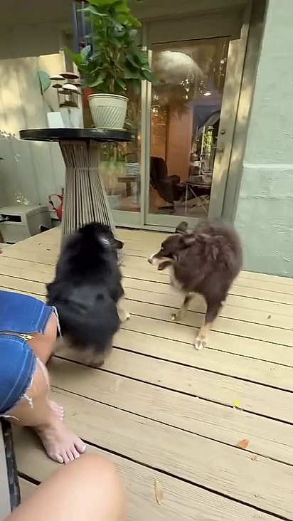 Os cães estavam brincando e correndo um atrás do outro.