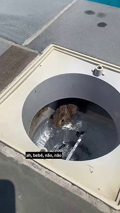 Apesar do susto ele foi salvo e sobreviveu.