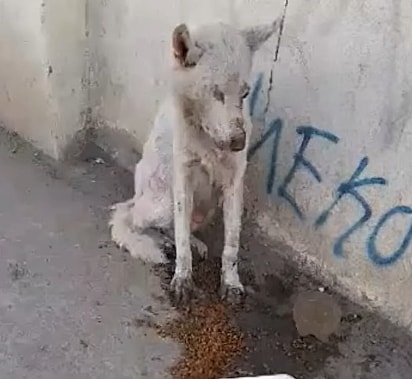 A cachorrinha Nakoa precisou ter os olhos removidos após o resgate.