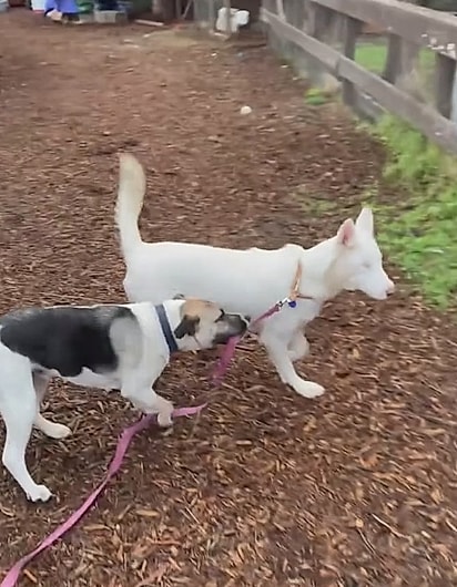 Chance, um dos cães do rancho, começou a guiar a cachorrinha.