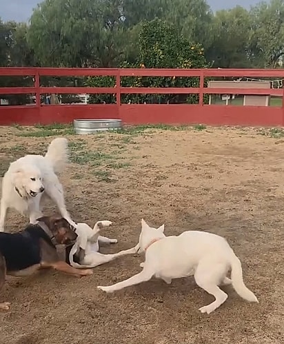 Ela brincando com os outros cães.