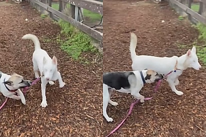 Cachorro puxa amiga cega pela coleira e lhe mostra como a vida pode ser boa após passado triste