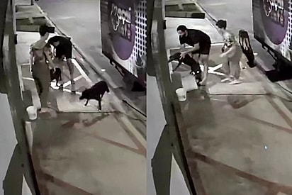 (Foto: TikTok/@willpitbull) Casal perde o apetite na hora ao ver o que acontecia com cachorrinha no portão de casa