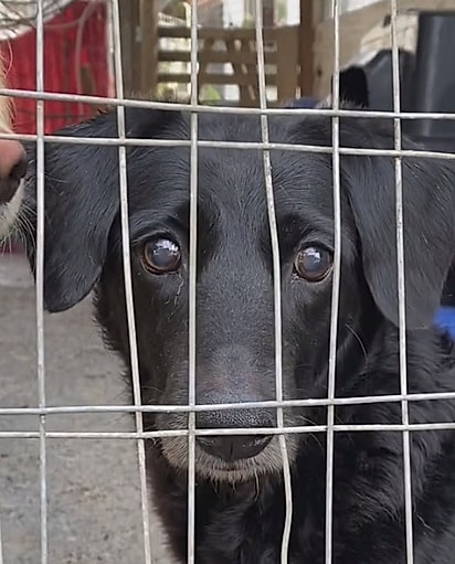 Um dos cães do abrigo.