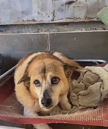 Às vezes, tudo que um cão de rua deseja é uma cama quentinha. 