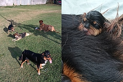Casal jurava que não ia mais adotar cães, mas a vida os surpreende com uma cadela Kinder Ovo