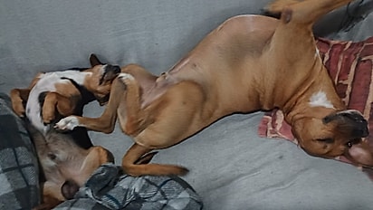 Miles virou um caramelão, um cão de porte grande.