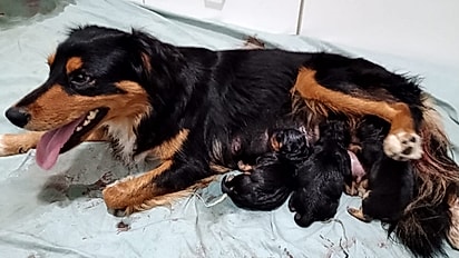 Capitu deu à luz a três filhotes.