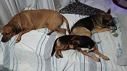 Rodrigo e a esposa se apegaram a cada cão resgatado.