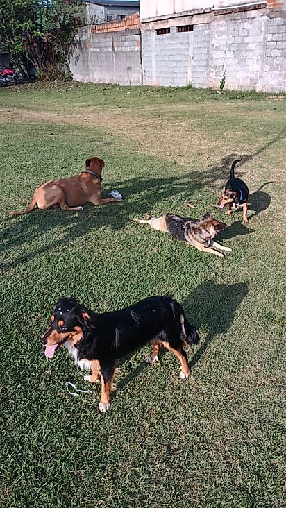 Os cães viraram parte da família, cada um com sua peculiaridade.