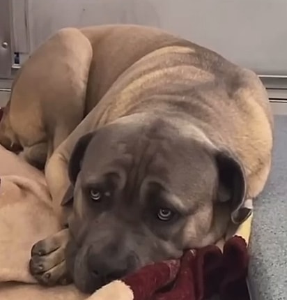 O que parecia ser um “cão perigoso” era, na verdade, um grandalhão sensível que só precisava de amor.
